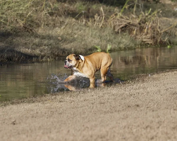 Bulldog Brnie w wodzie — Zdjęcie stockowe