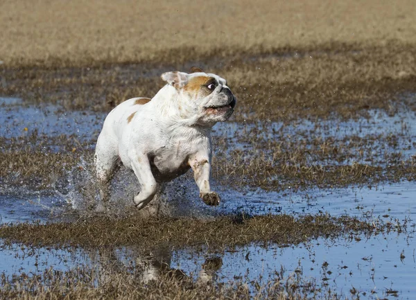 Bulldog splashing in puddles — Stock Photo, Image