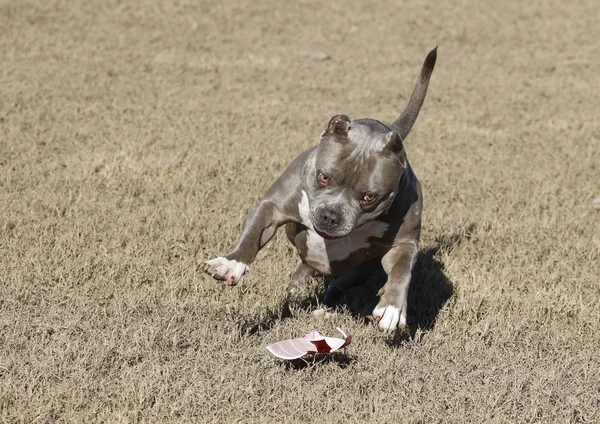 Dog playing with an old cup at the park — Stock Photo, Image