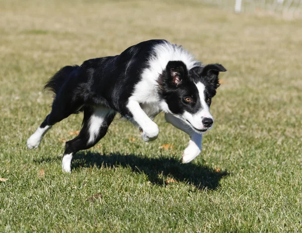 Border collie charging in a full run — Stock Photo, Image