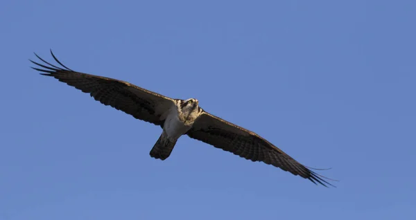 Soaring Osprey looking for prey