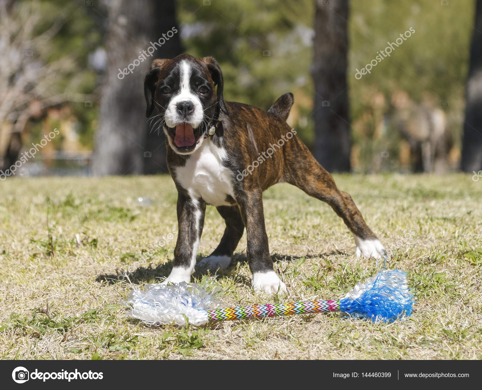 Meet the Miniature Boxer, a Mix Breed of Boxer and Boston Terrier - DogAppy