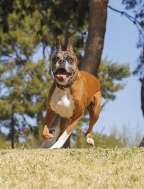 Çalışan ve oynarken boksör