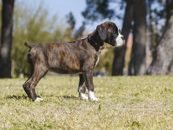 Perfil de um pupppy boxer — Fotografia de Stock