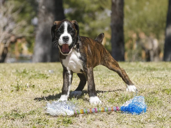 Boxare valp leker med en leksak på park — Stockfoto