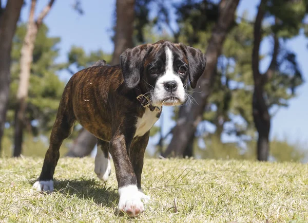 Cãozinho Boxer no parque — Fotografia de Stock