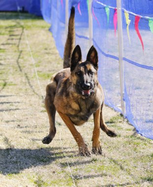 Bir yem rotasında yoğun Belçikalı Malinois