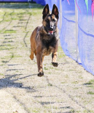 Belçikalı Malinois bir cazibesi takip