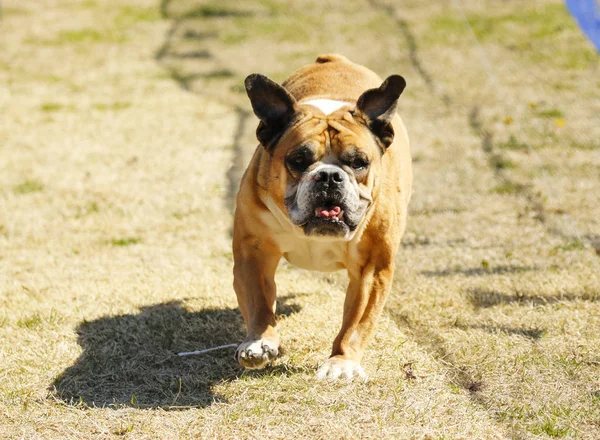 Inglês bulldog perseguindo uma isca — Fotografia de Stock