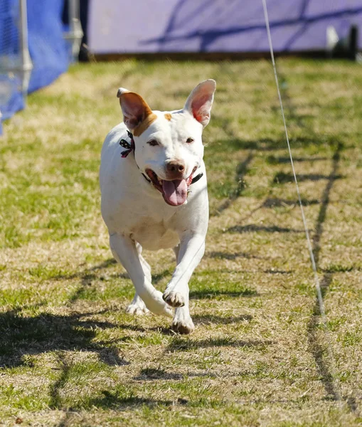 Ευτυχισμένος pitbull σε μια πορεία δέλεαρ — Φωτογραφία Αρχείου