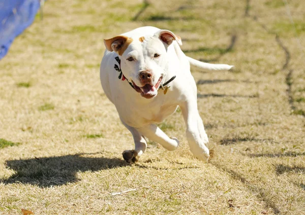 Cane su un corso richiamo — Foto Stock