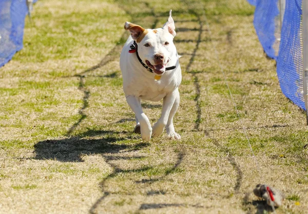 Pitbull terrier on the lure course — Stock Photo, Image