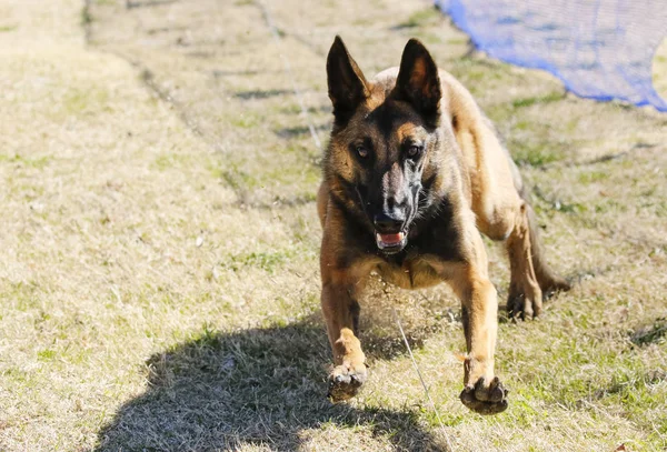 Perro persiguiendo un señuelo en un curso —  Fotos de Stock