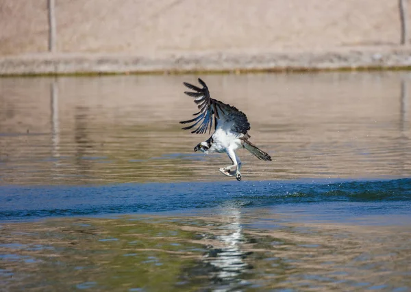 Fischadler fliegt mit einem Fang — Stockfoto