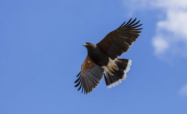 Harris Hawk in flight — Stock Photo, Image