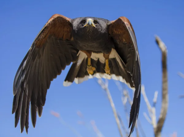 Harrisfalke fliegt vor Kamera — Stockfoto