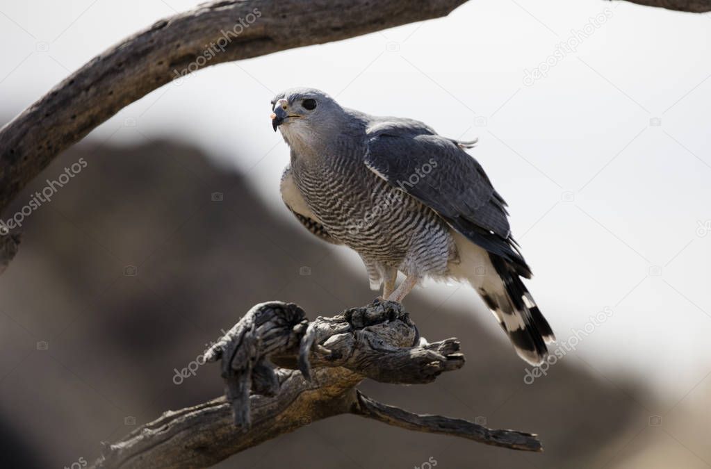 Gray Hawk perched