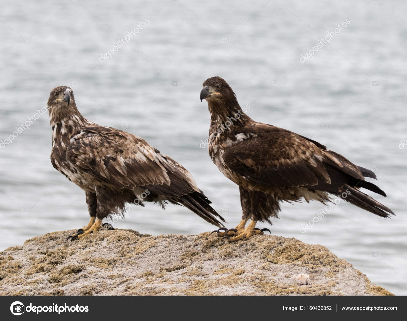 Images Immature Bald Eagle Two Immature Bald Eagles At