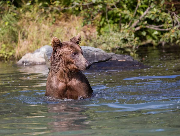 물에 해안 브라운 곰 — 스톡 사진