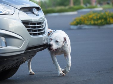 Amerikan bulldog k9 burun işi bir koku bulma