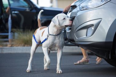 Amerikan bulldog k9 burun işi bir koku bulma