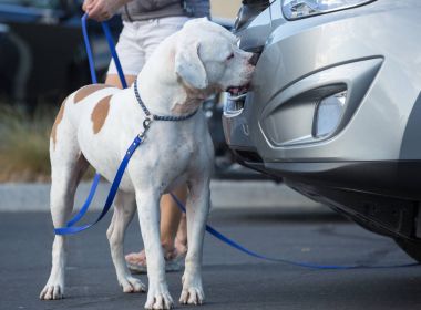 Amerikan bulldog k9 burun işi bir koku bulma