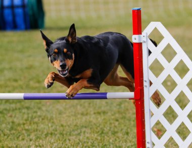 Mutlu köpek çeviklik atlama üzerinde gidiş