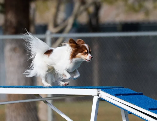 Papillon fazendo o passeio do cão em agilidade — Fotografia de Stock