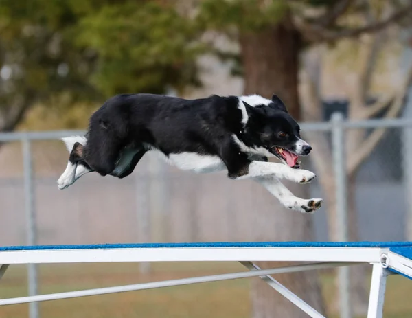 Collie di confine che sorvola la passerella del cane — Foto Stock