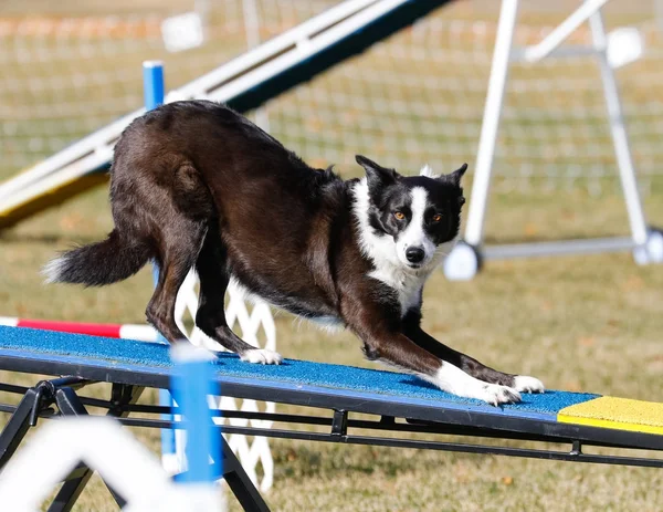 Border collie at agility — Stock Photo, Image