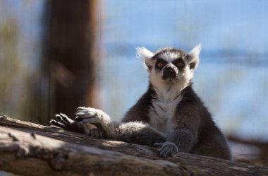 Halka Kuyruklu Lemur