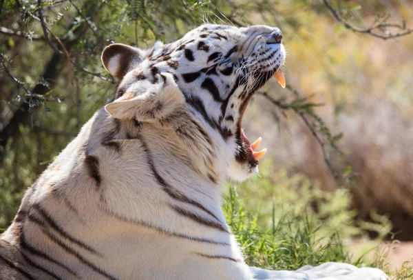 Vit tiger och en stor gäspning — Stockfoto