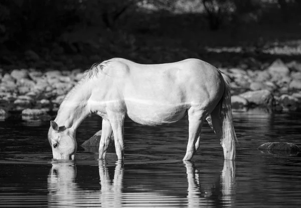 Foto em preto e branco de um cavalo selvagem bebendo — Fotografia de Stock