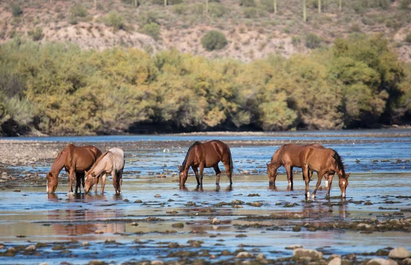 Vahşi atların Band