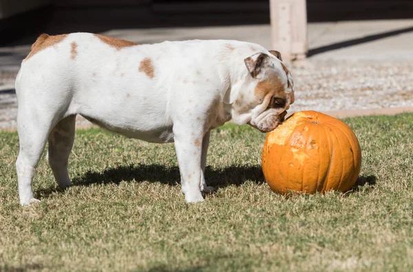 Inglês Bulldog verificando uma abóbora — Fotografia de Stock