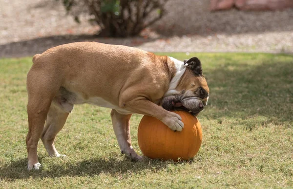 Bulldog atacando una calabaza — Foto de Stock