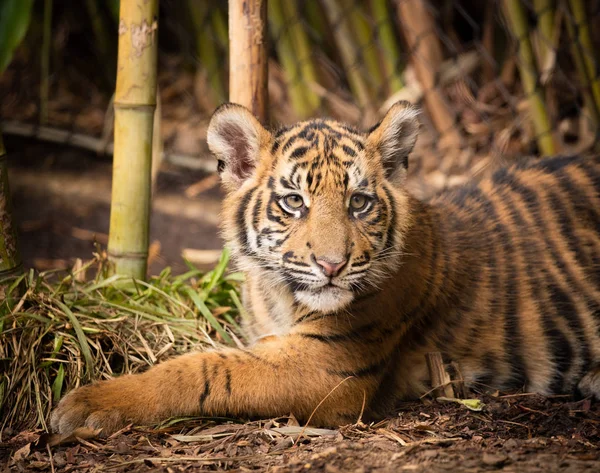 Fyra månader gammal tiger cub — Stockfoto