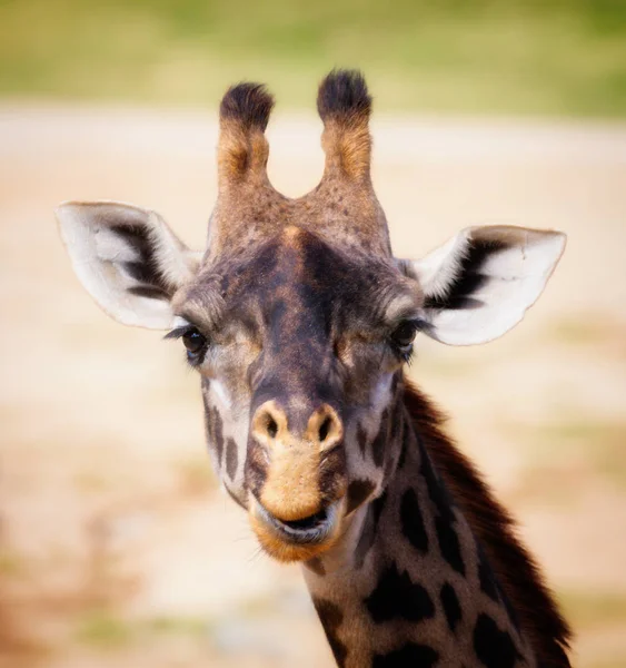 Смолящая Голова Жирафа — стоковое фото