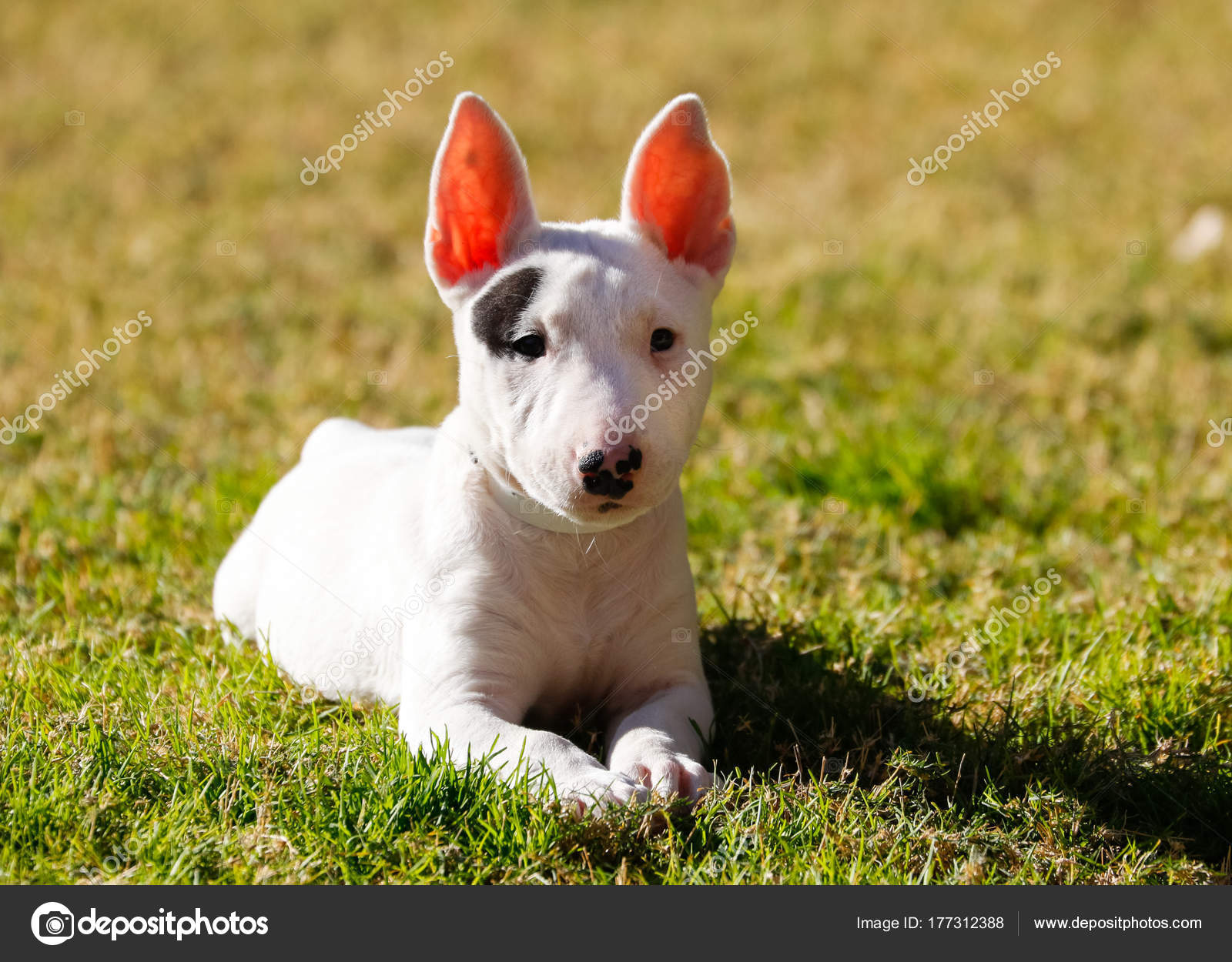 Bull Terrier Puppy Posing Grass Portrait Her Ears — Stock Photo