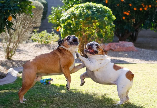 两个斗牛犬在院子里摔跤和玩耍 — 图库照片