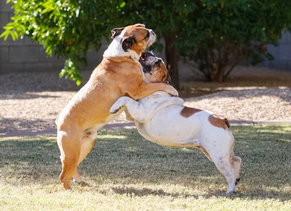 Dois Bulldogs Arqueados Enquanto Brincavam Grama — Fotografia de Stock