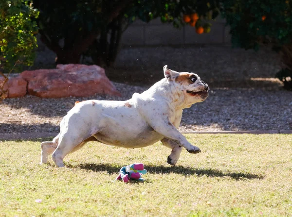 Bílé Bulldog Kompletní Zakázky Trávě — Stock fotografie