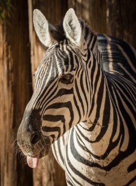Dilini yapışkanlık dışarı bir zebra, yakın çekim