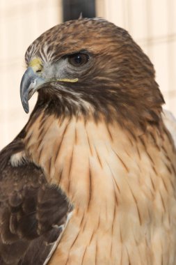 Profilinde kırmızı kuyruk atmaca yakın çekim