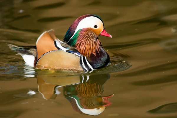 Male Mandarin duck on the pond gliding in the water