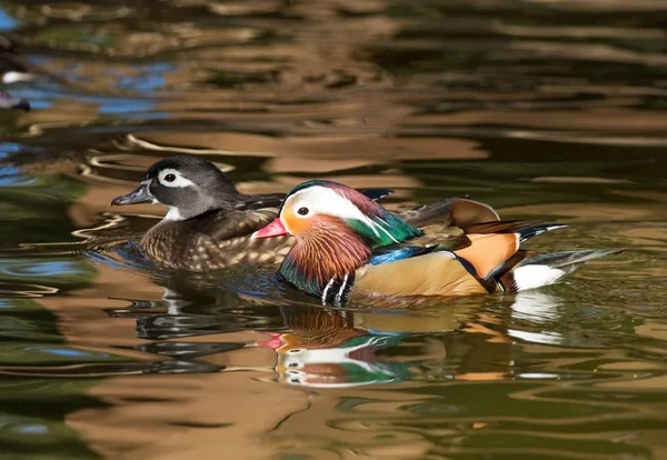 Female Wood Duck Male Mandarin Duck Gliding Water — Stock Photo, Image
