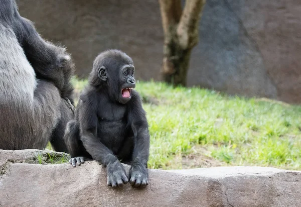 Baby gorilla making faces and playing in a zoo