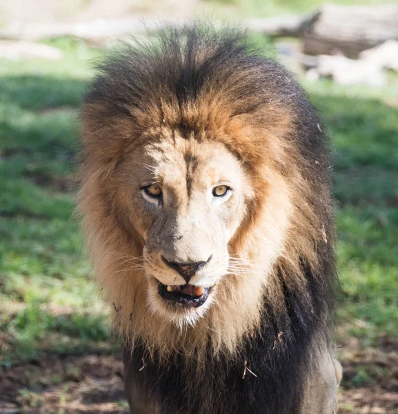 Gros Plan Lion Mâle Africain Regardant Dans Caméra — Photo
