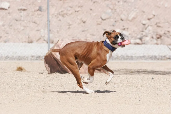 Boxer Marrone Che Corre Attraverso Parco Con Giocattolo Rosa — Foto Stock