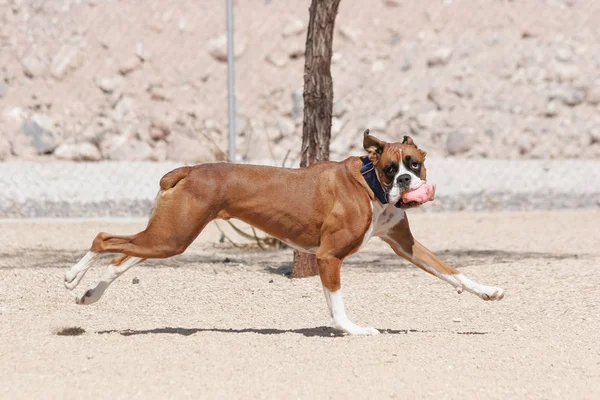 Boxer Correre Attraverso Parco Facendo Facce Durante Gioco — Foto Stock